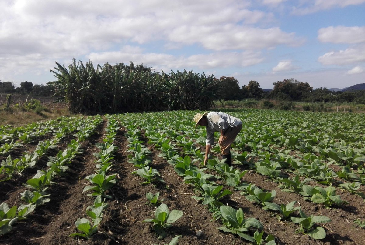 🌿Algo más de 400 canteros se han levantado en los semilleros de la unidad tabacalera de Taguasco, con vista a mantener la producción de posturas necesarias para realizar grandes sembrados tempranos de la hoja.
#GenteQueSuma #SanctiSpíritusEnMarcha