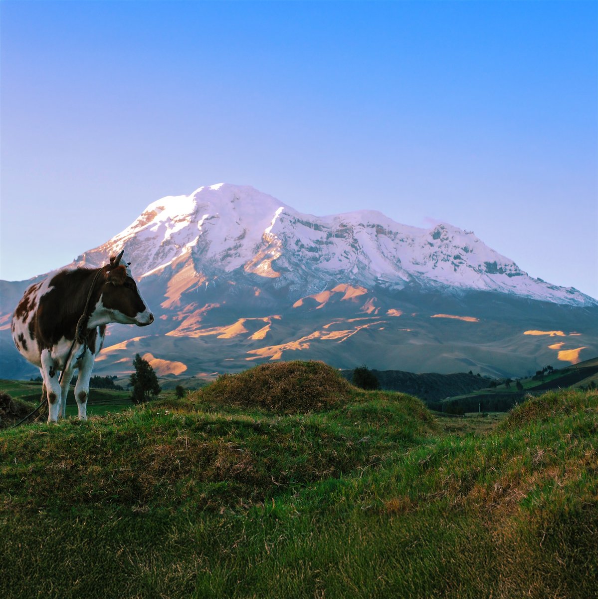 ★ El Chimborazo, vestido de blanco, abraza con su sombra los páramos fértiles donde la vida late sencilla. 🗻❤ 🇪🇨 📸:  David Torres Costales.
