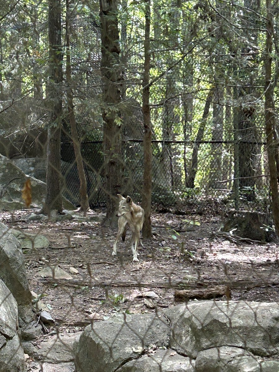 Eri Ledoux 🏴‍☠️🏳️‍⚧️ tweet media