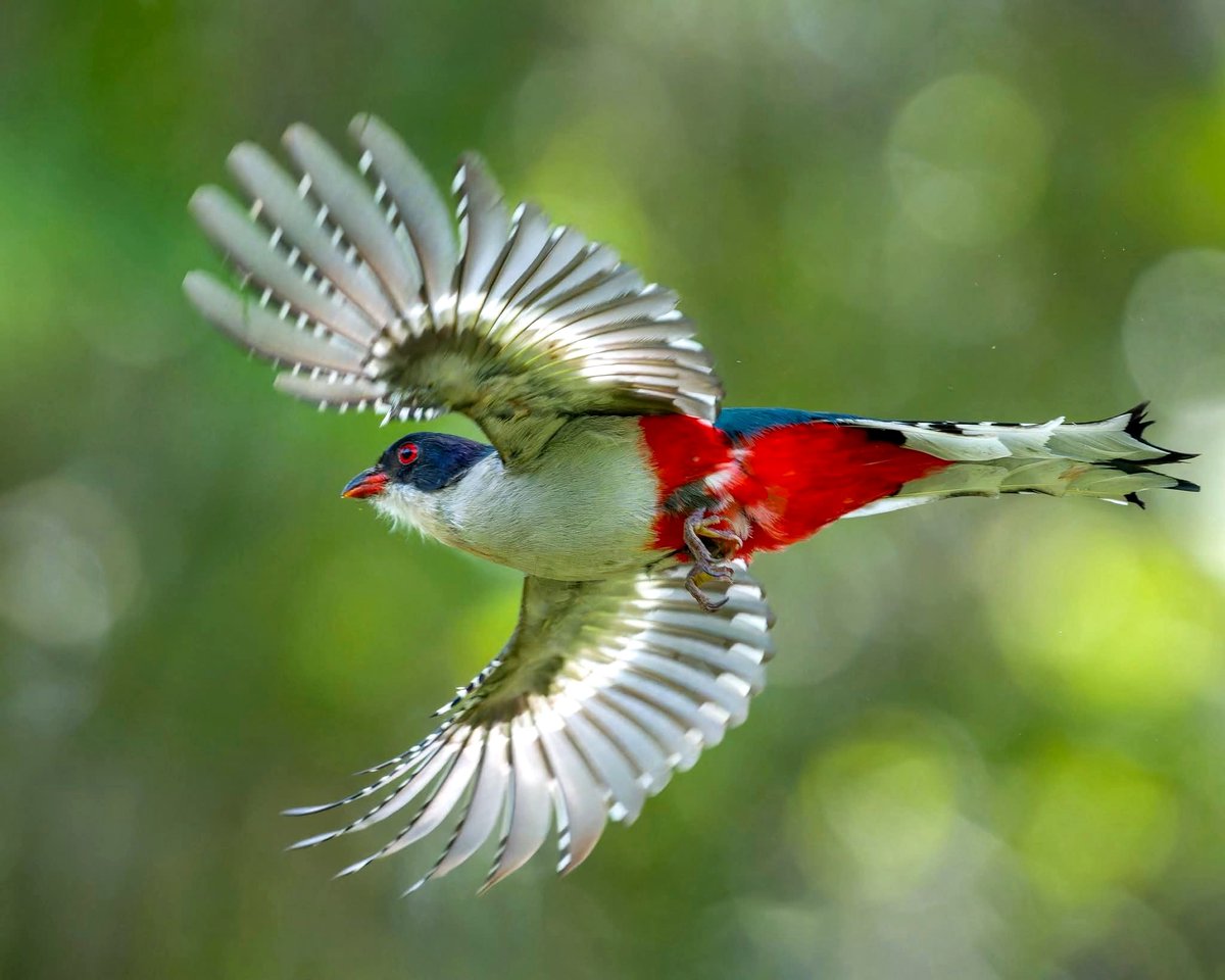 El Tocororo, Ave Nacional y endémica de #Cuba.  Priman en ella los colores patrios. Los machos poseen pecho de plumaje blanco y vientre rojo; las hembras poseen el pecho y el vientre de color rojo. Es de la familia de los trogones y los quetzales. 

#FaunaCuba
