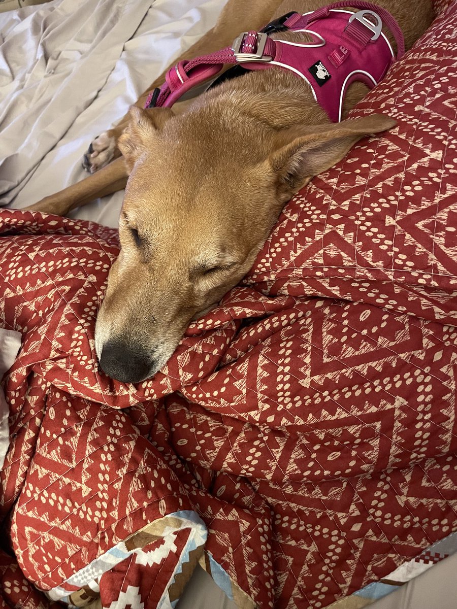 lek1982's tweet image. I miss my sweet girl 😭 #potcake