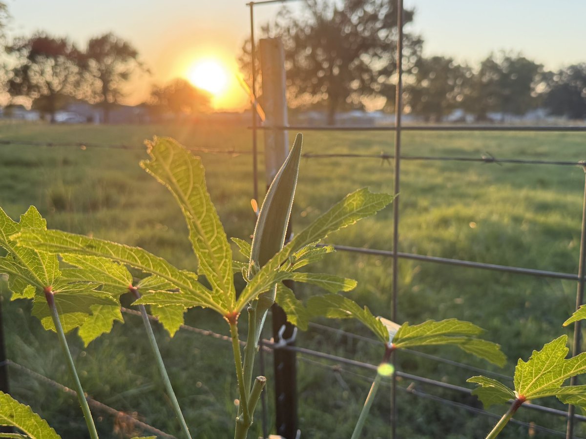 Louisiana okra Sunset