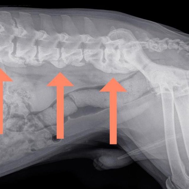 SymphonyVet's tweet photo. It’s test your knowledge Tuesday! What do the arrows indicate?
A. Arthrodesis 
B. Spondylosis Deformans 
C. Spina Bifida
D. Fractured Spine https://t.co/8ekZ4NWaTr