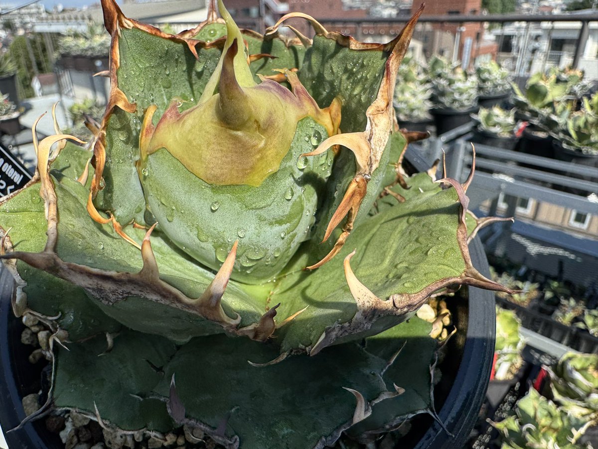 ケンケン@ (@kenand39) / X