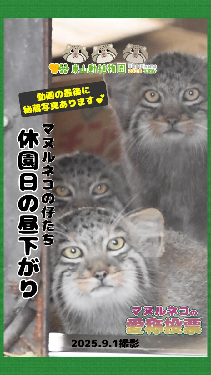 【Instagramを更新しました！】 
#マヌルネコ の仔たち。
最新動画です！！

動画の最後には秘蔵写真もあり。
是非、最後まで見てくださいね✨

▼動画▼
instagram.com/reel/DOH6CqkFQ…

🐾愛称投票開催中！🐾
#東山動植物園 #動物の赤ちゃん #赤ちゃん #動物園 #名古屋