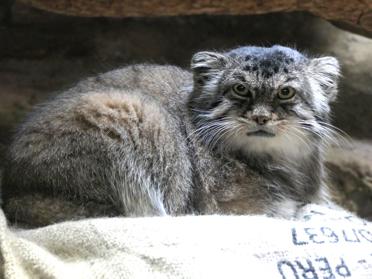 おはようございます。
今朝の動物たちの様子をお届けします。

#マヌルネコ
#朝の上野動物園