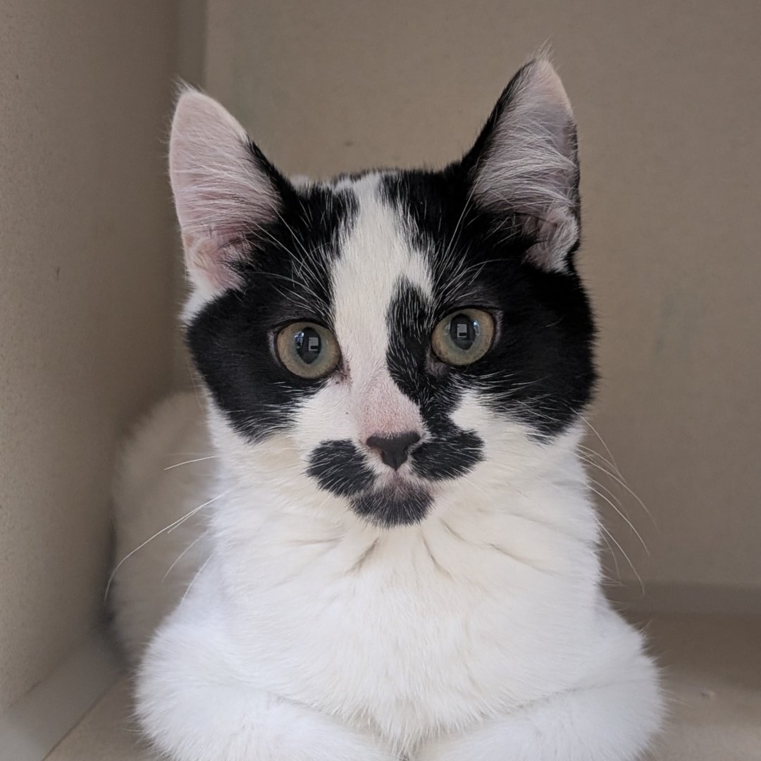 💚🐾 Last week's adoption numbers! 🐾💚

Over the past week 129 dogs, cats, and rabbits found new homes, including Bovine!🐶🐰

Congratulations to all the adopters and your new furry friends 🎉

Check out our adoptable pets on our website: thehumanesociety.org/adopt