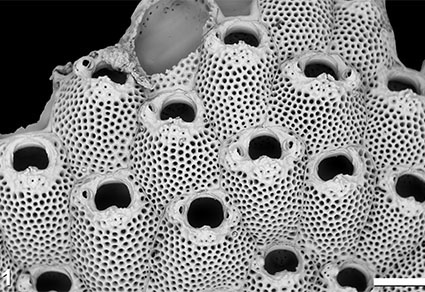 Shallow-water bryozoans collected during R.V. #Meteor expedition 5/2 “MINDIK” from the Bab-el-Mandeb Strait and Gulf of Aden, along the coasts of #Djibouti and #Yemen
#taxonomy
doi.org/10.11646/zoota…