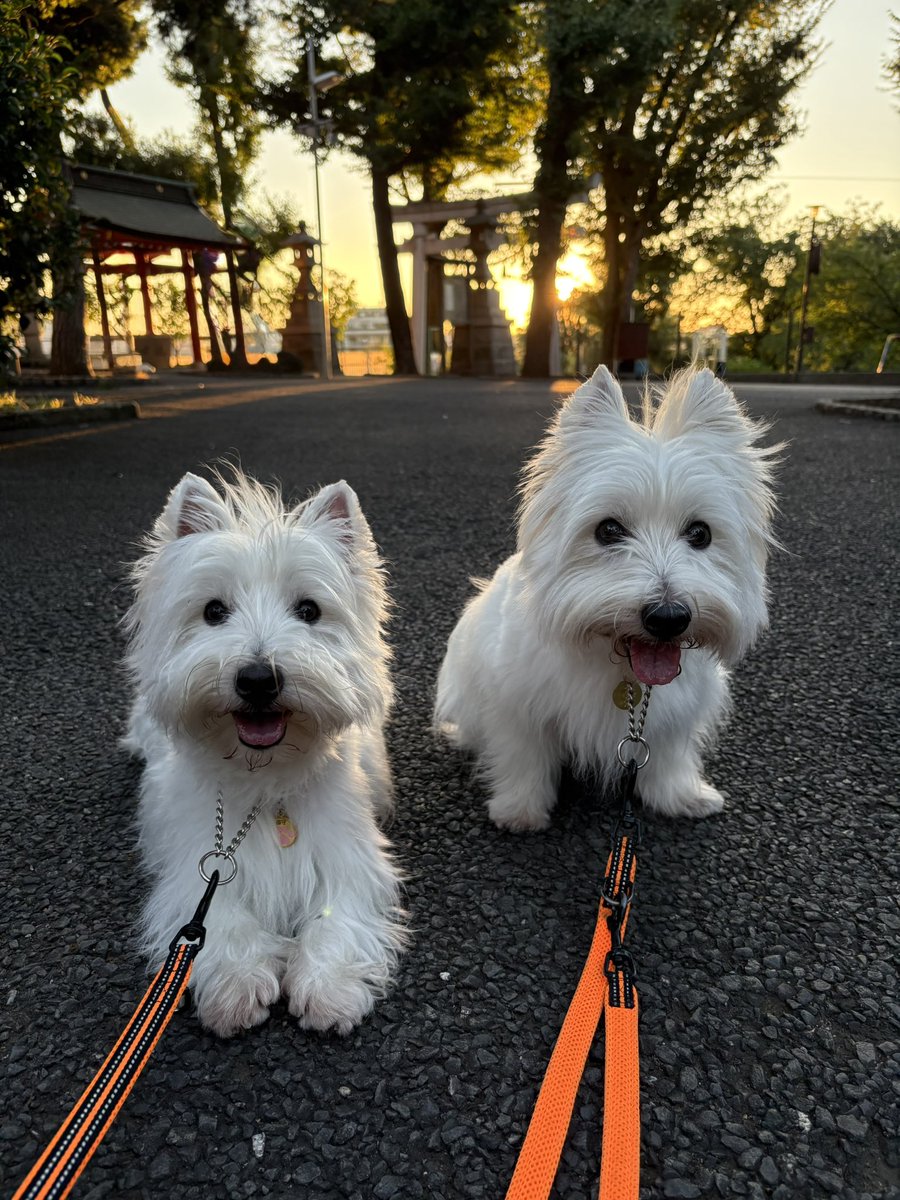 9月に入ってもまだまだ暑いけど
ステピノは元気いっぱいです🐾🐾
#ウエストハイランドホワイトテリア  #ウエスティ #WESTIE #westhighlandwhiteterrier  #犬のいる暮らし