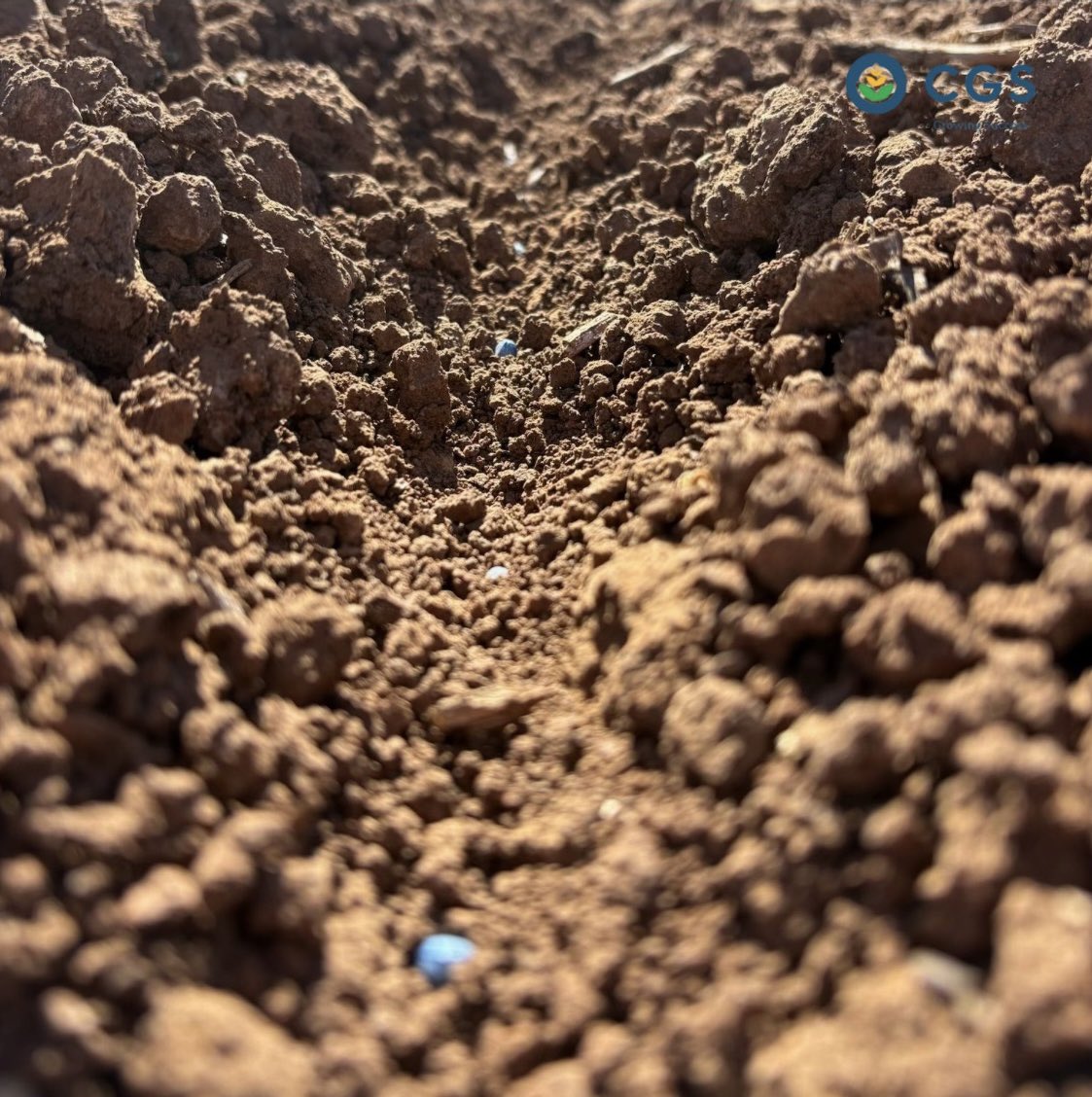 Cotton planting is underway for CGS Emerald growers!

Exciting times in the field as the 2025 season kicks off.

Check out these great shots from Agronomist, Matt Sullivan of cotton already starting to emerge.

Wishing all our growers a successful and productive season ahead!