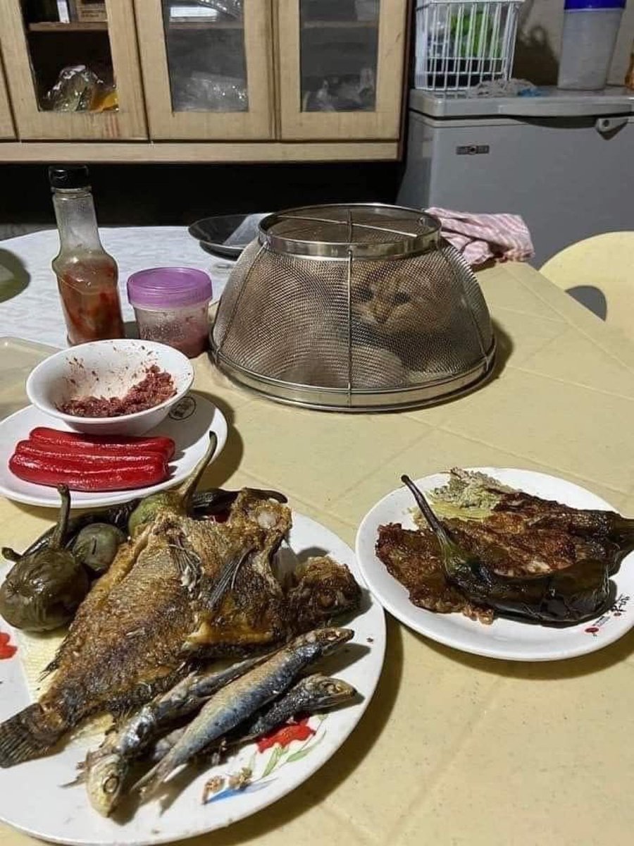 catsareblessing's tweet image. 🥹🥹🥹