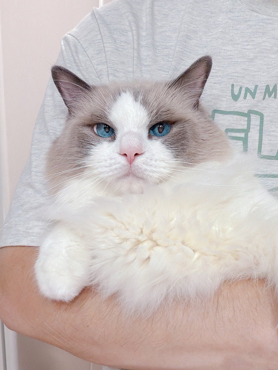 抱っこされた時の顔が好きなんです🫶🏼
#ラグドール
#ほたて2025