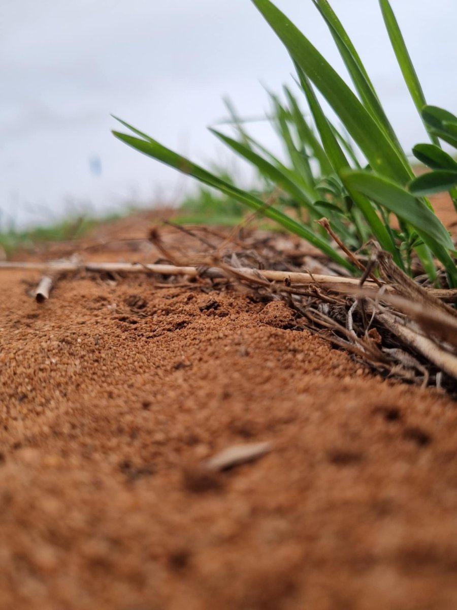 🚜MSF Off-Farm Field Days⛳
📍Waikerie 5th Sep 👉 bit.ly/3JTxzTW
📍Loxton 9th Sep 👉 bit.ly/3Vs8FgH
Hear the latest on wheat, pulses, agronomy, drought recovery, microbes &amp; soil moisture sensing. Then swap notes for clubs with Ambrose golf afternoon! #MSFEvents
