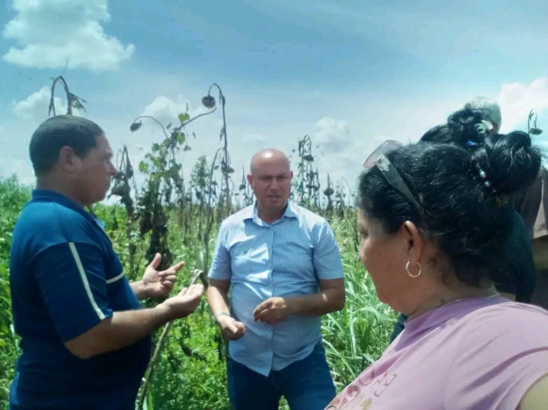 JHGcasanova's tweet photo. Avanza producción de aceite vegetal con Girasol y Ajonjolí en empresa Arnaldo Ramírez del municipio #PrimeroDeEnero.
✅ Se crece en la siembra de plátanos.
️✅️ Se cosecha en esta etapa plátano y calabaza
✅️ Se alistan dos nuevas maquinas de riego y un sistema de goteo. https://t.co/1cuW1Chryt