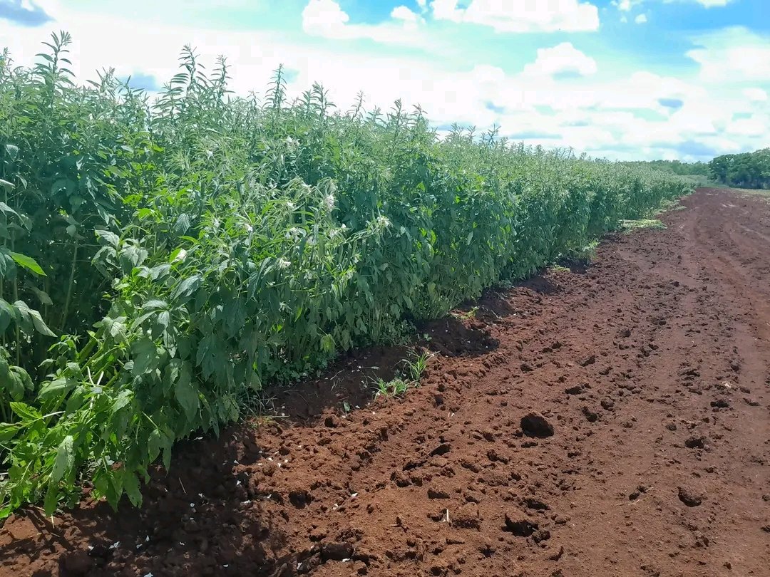 JHGcasanova's tweet photo. Avanza producción de aceite vegetal con Girasol y Ajonjolí en empresa Arnaldo Ramírez del municipio #PrimeroDeEnero.
✅ Se crece en la siembra de plátanos.
️✅️ Se cosecha en esta etapa plátano y calabaza
✅️ Se alistan dos nuevas maquinas de riego y un sistema de goteo. https://t.co/1cuW1Chryt