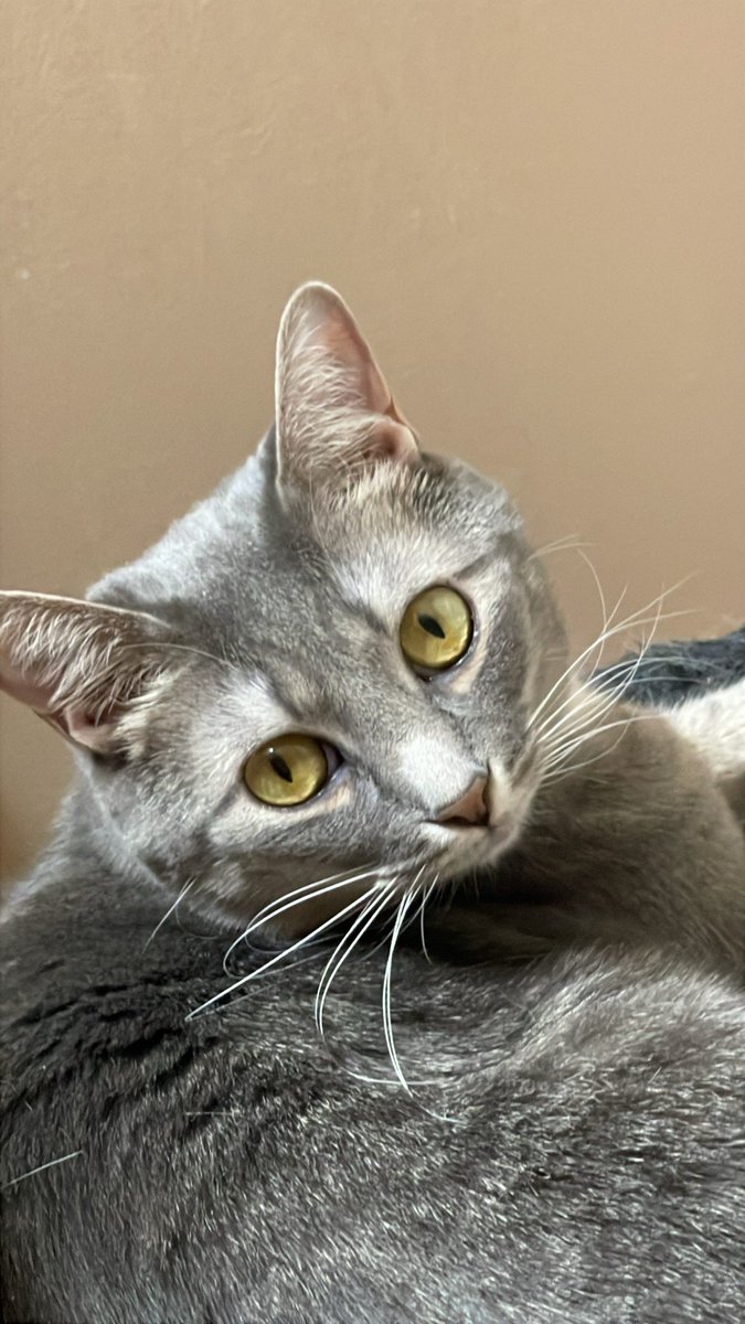 <a href="/MissyBBBobtail/">Missy the Bobtail</a> Precious offers Missy some pretty eyes.