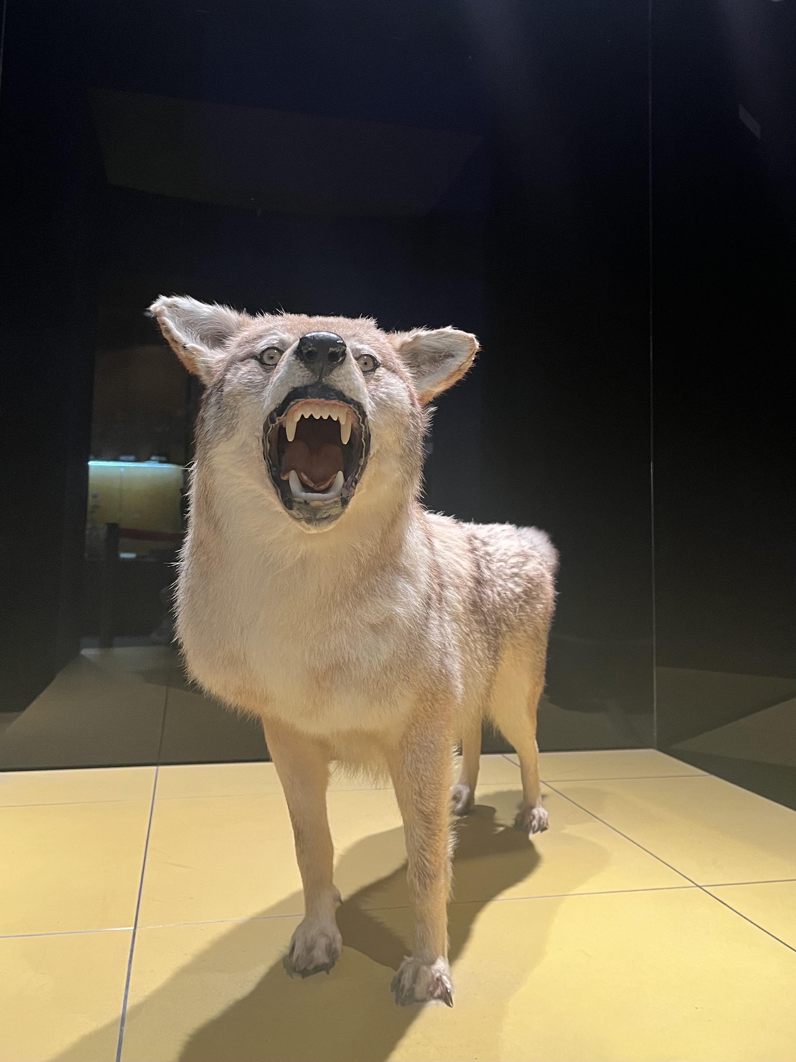 オオカミとフクロウ　ベスト　オオカミとモモンガのロロン“春夏” ゆべしさん別注 オオカミとフクロウ ベスト オオカミとモモンガのロロン“春夏” ゆべし