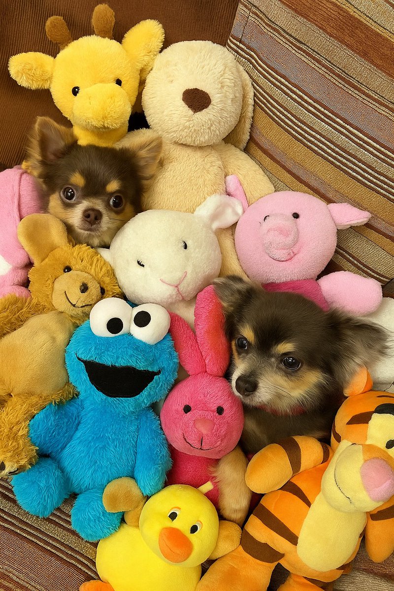 わい「おーい、わんこ」

ミッキー「隠れるぞ！」

きなこ「完璧でしょ！」

ワイ「バレバレですけど、笑」

#チワワ
#いぬのいる暮らし 
#かくれんぼ
#探せ