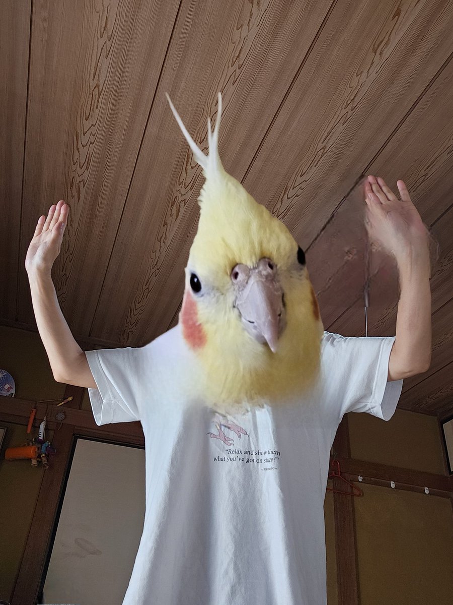 今日は『鳥人間コンテスト』の日❗

アホな飼い主を許してやって…

#鳥人間コンテスト