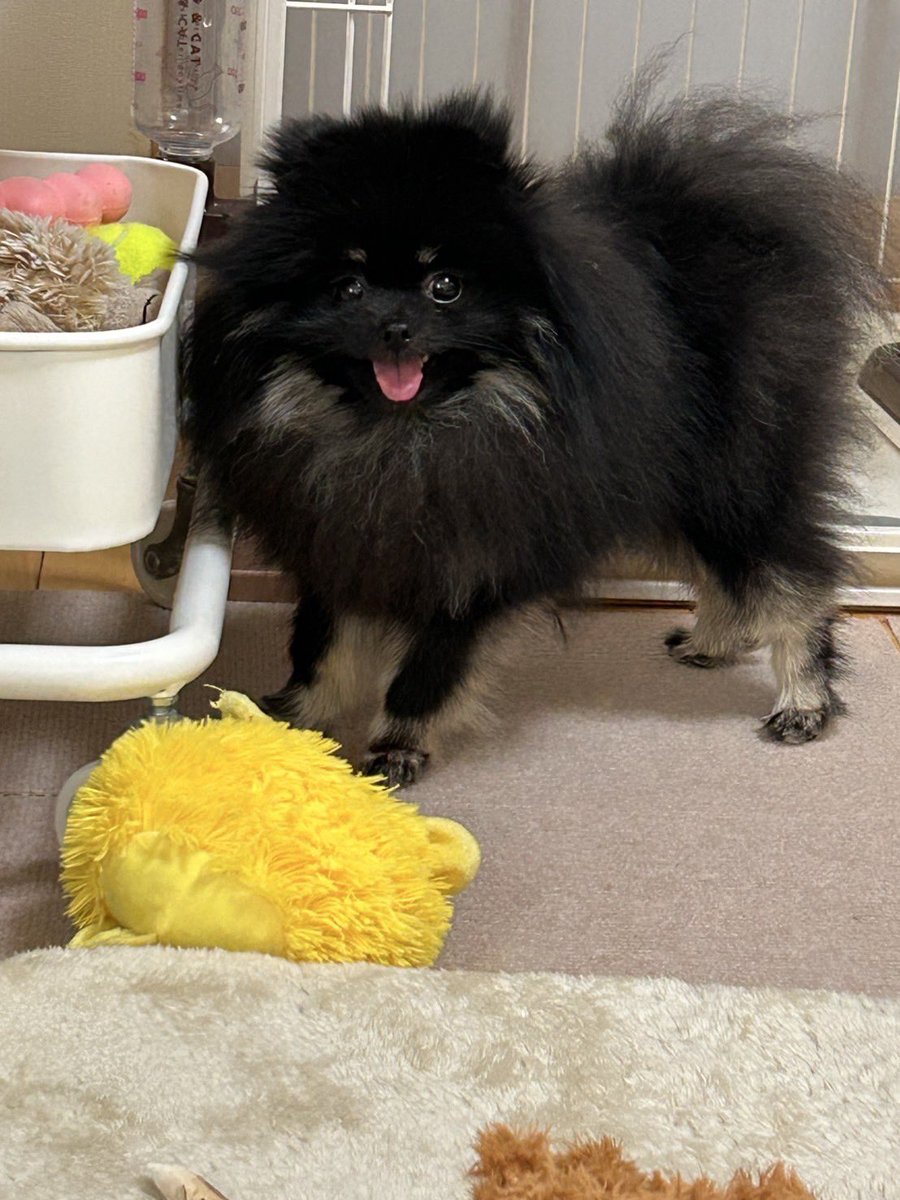 🐶おもちゃ、出して！
👩これ？これ？これ？（いろいろ出してみる）
🐶違うー!
👩自分で選んで！（おもちゃ箱の中に入れる）
🐶あった！鹿の角🫎！
👩普段あまり選ばれないのに😳