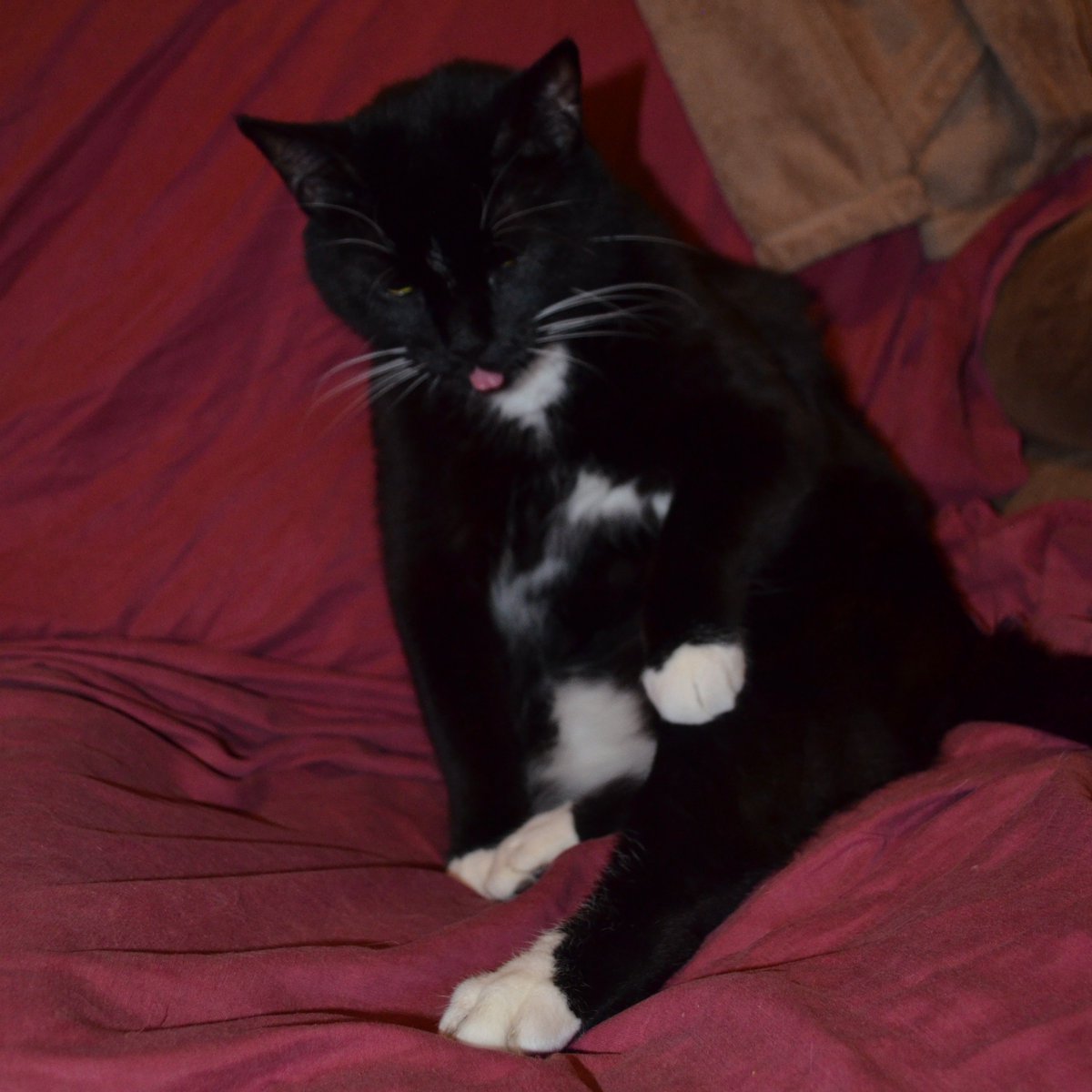 Mr. Wuggums 💖, DJ Heri 🎶 & the #Xanawu Cats🐈⬛ (@mrwuggums) on Twitter photo <a href="/KingFar19701120/">King Farouk</a> Outstanding!
Here's my #TacoTuesday #TOT, Sire! 😺
mmmm, tacos.......
#tongueouttuesdays #TongueoutTuesday #ChillTent #XCats #Cats #TuesdayFeeling #tuesdayvibe #TuesdayMotivaton #Cats <a href="/KingFar19701120/">King Farouk</a> Outstanding!
Here's my #TacoTuesday #TOT, Sire! 😺
mmmm, tacos.......
#tongueouttuesdays #TongueoutTuesday #ChillTent #XCats #Cats #TuesdayFeeling #tuesdayvibe #TuesdayMotivaton #Cats