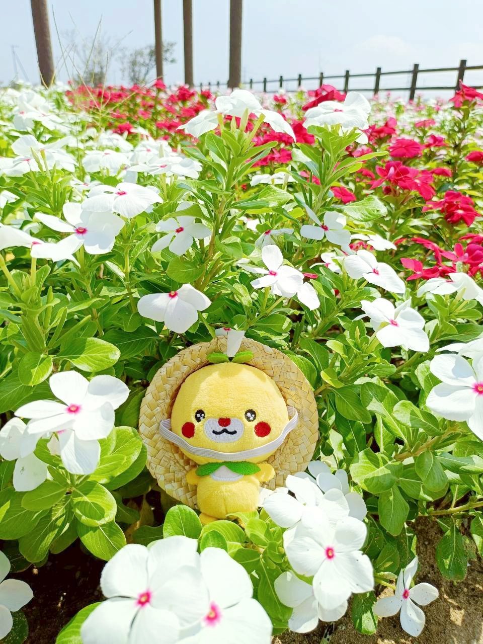 ♡コスモス様　5点オーダー♡ 明日のアーサー on X: 