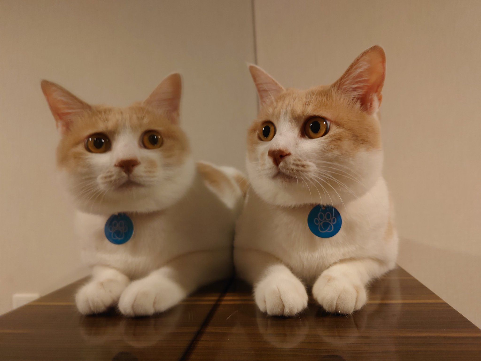 猫だいふく様　プラナロム タナセタム ×2本、ヘリクリサム、アカマツヨーロッパ 猫だいふく様 プラナロム タナセタム ×2本、ヘリクリサム