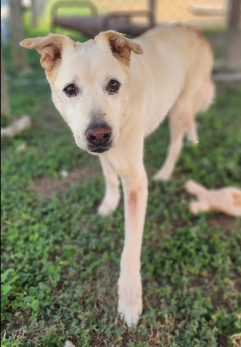 BATES #A383134 12yo 
IAM BEGGING U TO PLZ SAVE BATES!
Little BATES has been a good boy,ALL his life!
He just wants a home where he is loved for the rest of his life!
He DESERVES just that
Adorable,gentle,intelligent,extremely loving 
Plz #Adopt #Foster or #Pledge 
#CorpusChristi