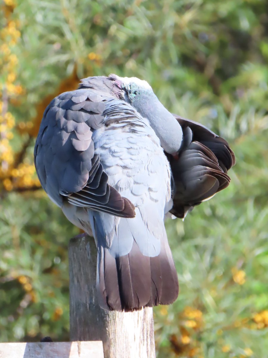 nice pigeon  #wheresbilloddie