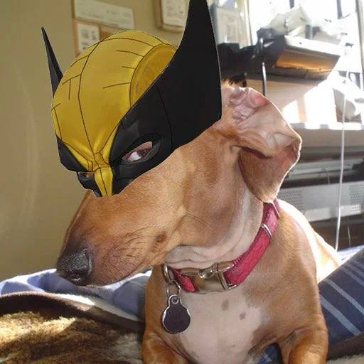 Sus Dog (@smellingyoursus) on Twitter photo <a href="/AutismCapital/">Autism Capital 🧩</a> How about this one? <a href="/AutismCapital/">Autism Capital 🧩</a> How about this one?