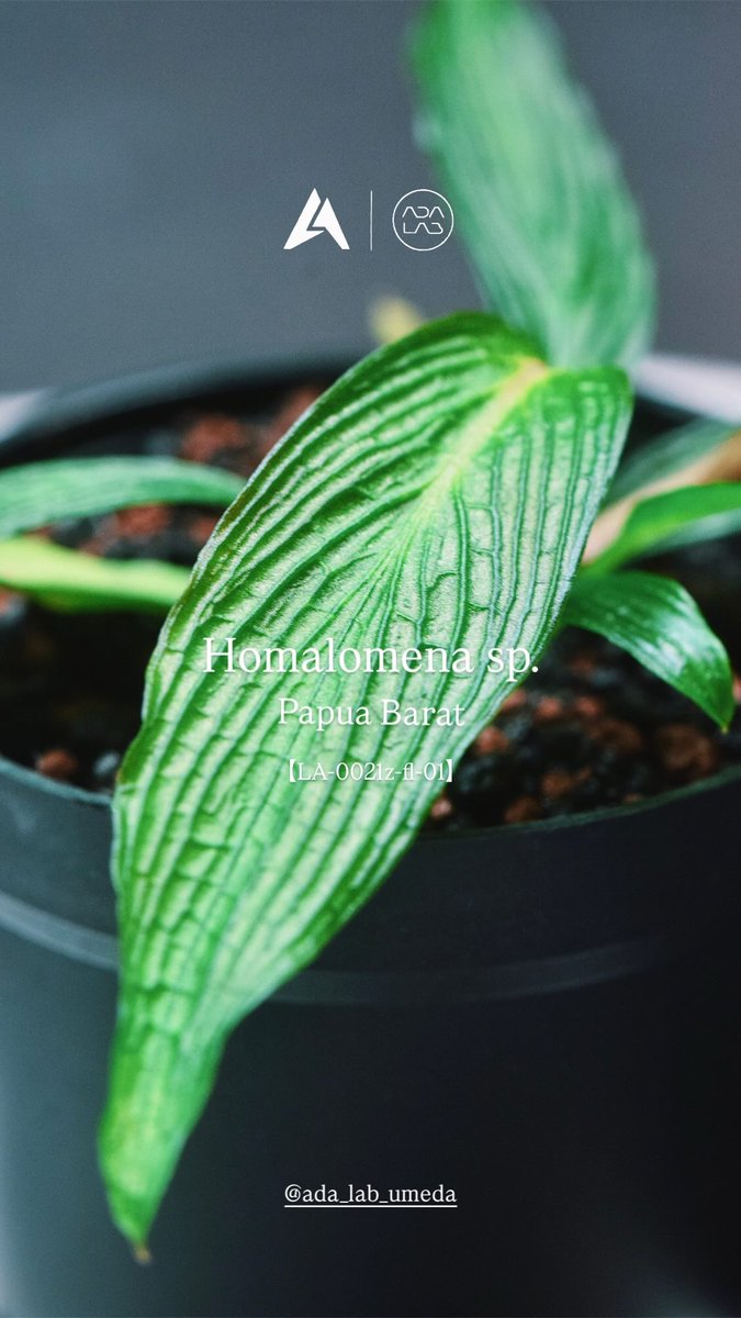 ada_lab_umeda's tweet image. 植物探検家である長谷圭祐氏（LA便／雨林園藝）の協力を得て展開する、特別なジャングルプランツシリーズ「By LA」が入荷しております。

Homalomena sp.
Papua Barat [LA-0021z-f1-01]

#adalab #adalabumeda #ada