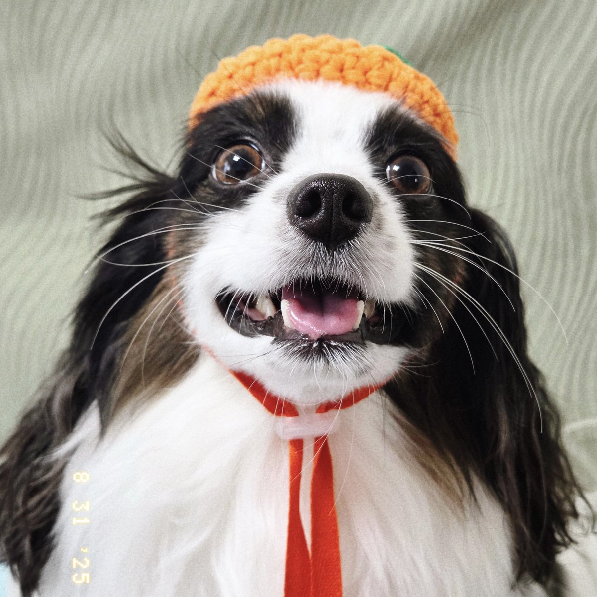 dimbbang's tweet image. 빵이 근황
벌써 5살이셔