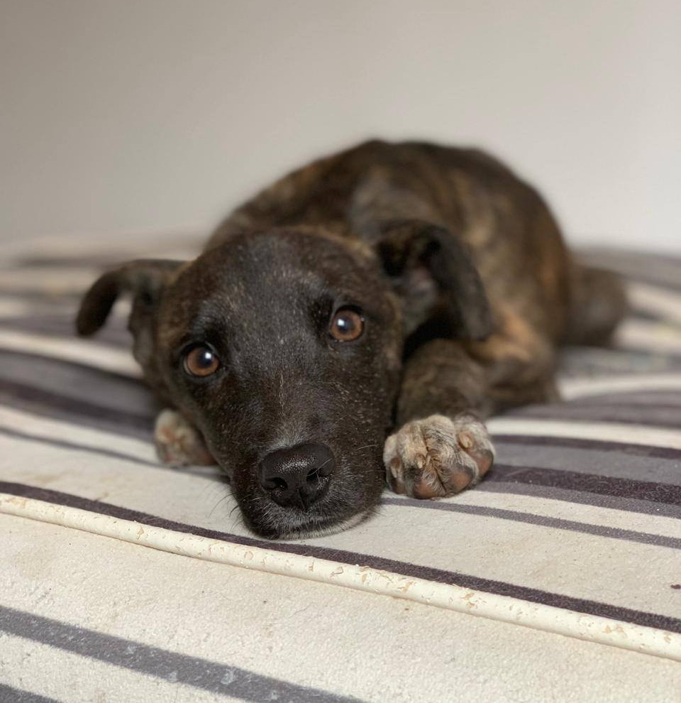 Hermoso perrito, de entre 4 a 5 meses, en adopción responsable. Es mestizo de galgo. Será de tamaño mediano a grande. Si deseas darle un hogar para siempre, escribe al +56951166212. Lo dejan a domicilio dentro de la región metropolitana. Favor RT!
#Paine