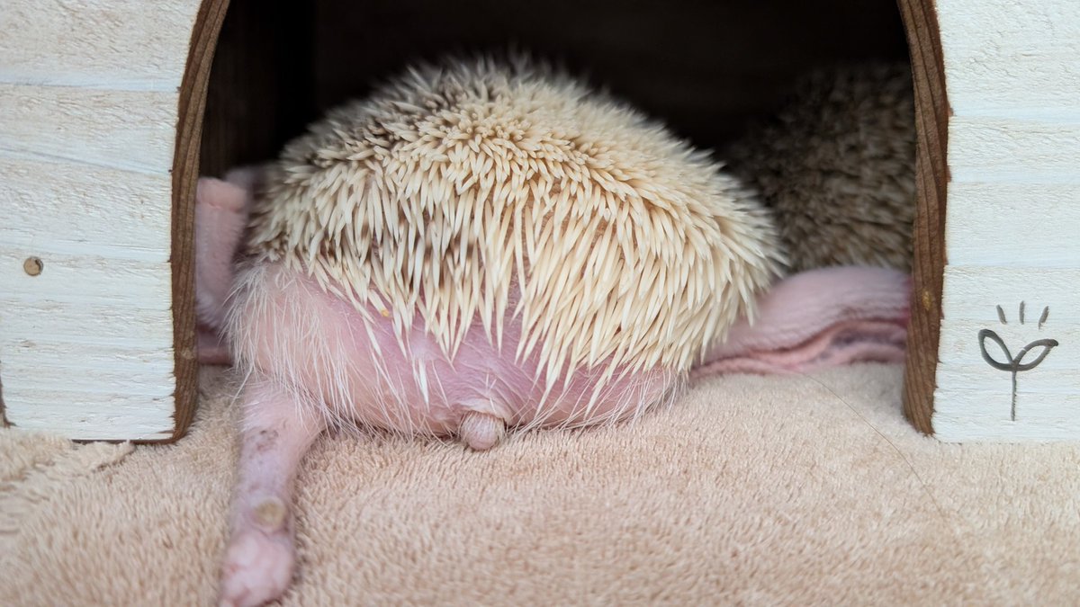 ハリネズミをいいねしてTLを浄化しましょう

＃ハリネズミ #hedgehog
