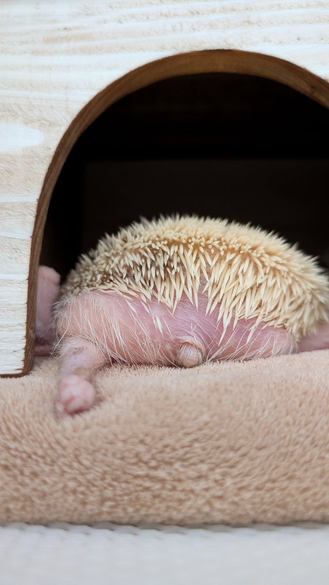 芸術的あんよ

＃ハリネズミ #hedgehog