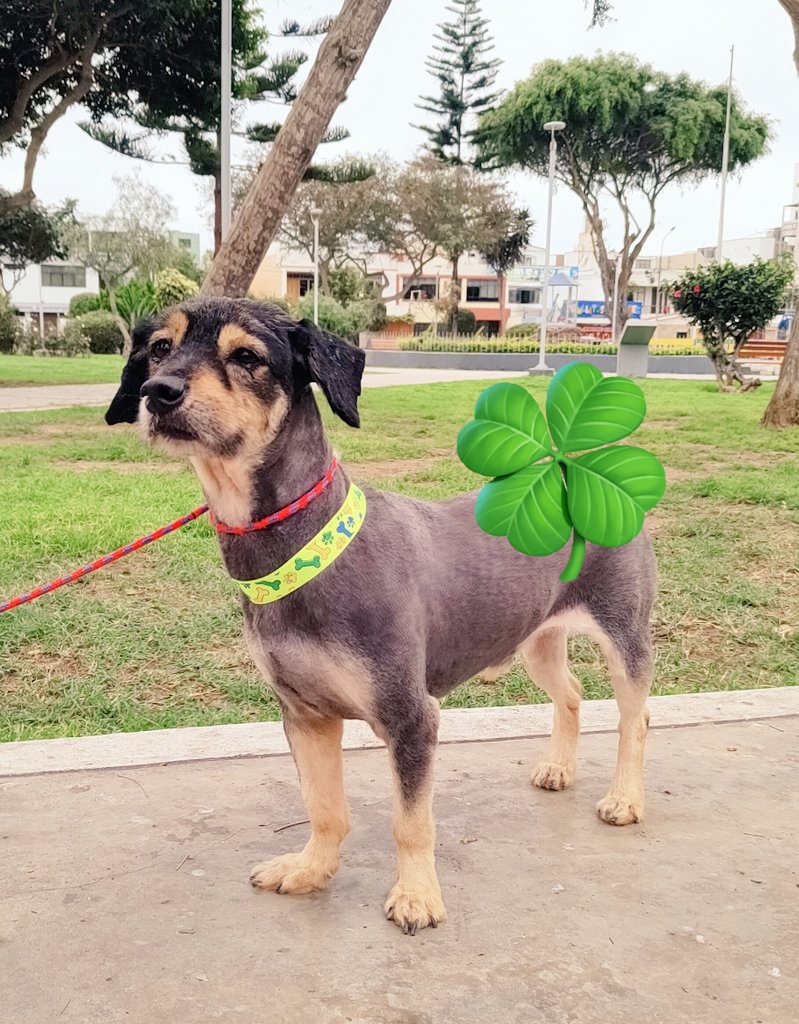 DEJA QUE LA MIRADA DE ARAGORN TE TOQUE EL 💘
Y llévalo a tu hogar. Este chatito, talla schnauzer, tiene aprox 4 años y vive en el albergue desde los 2 meses 😔 Ya castrado, sociable y cariñoso. Anímate a llevarte a este paticorto
Info DM O WSP 975096690 / 999928979 / 993350175