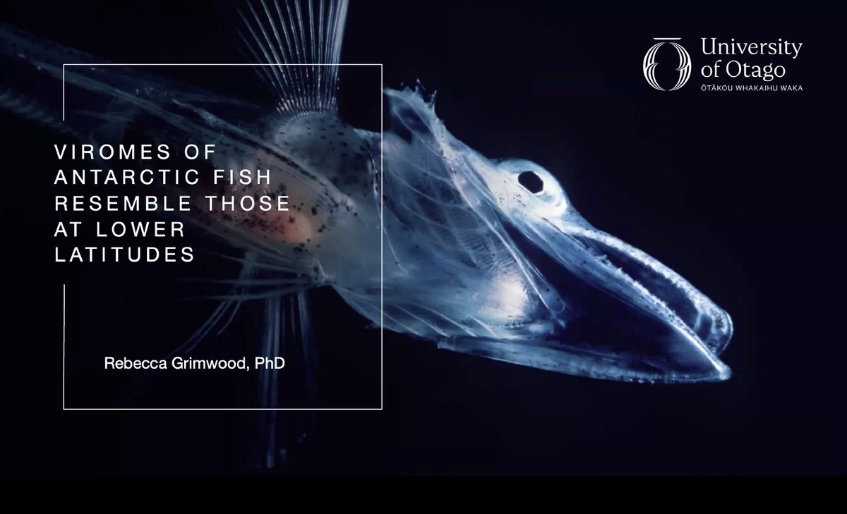 Microseq_ASM's tweet image. ❄️Tune in to Rebecca Grimwood unveiling the diversity and evolutionary histories of Antarctic fish species from the Ross Sea! 🐟 Critical insights into viral responses to environmental shifts in these vulnerable ecosystems. #MicroSeq2025 #fish #virusevolution #Antarctica