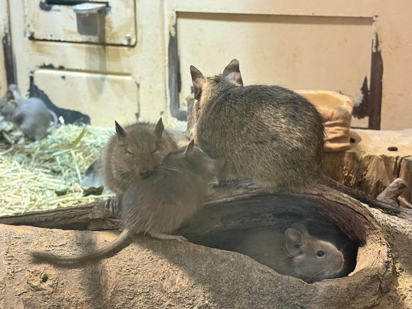 💚❤️🩵𝕙𝕚𝕣𝕒𝕘𝕒𝕟𝕒 💛🖤🩷 (@hg_5656) / X