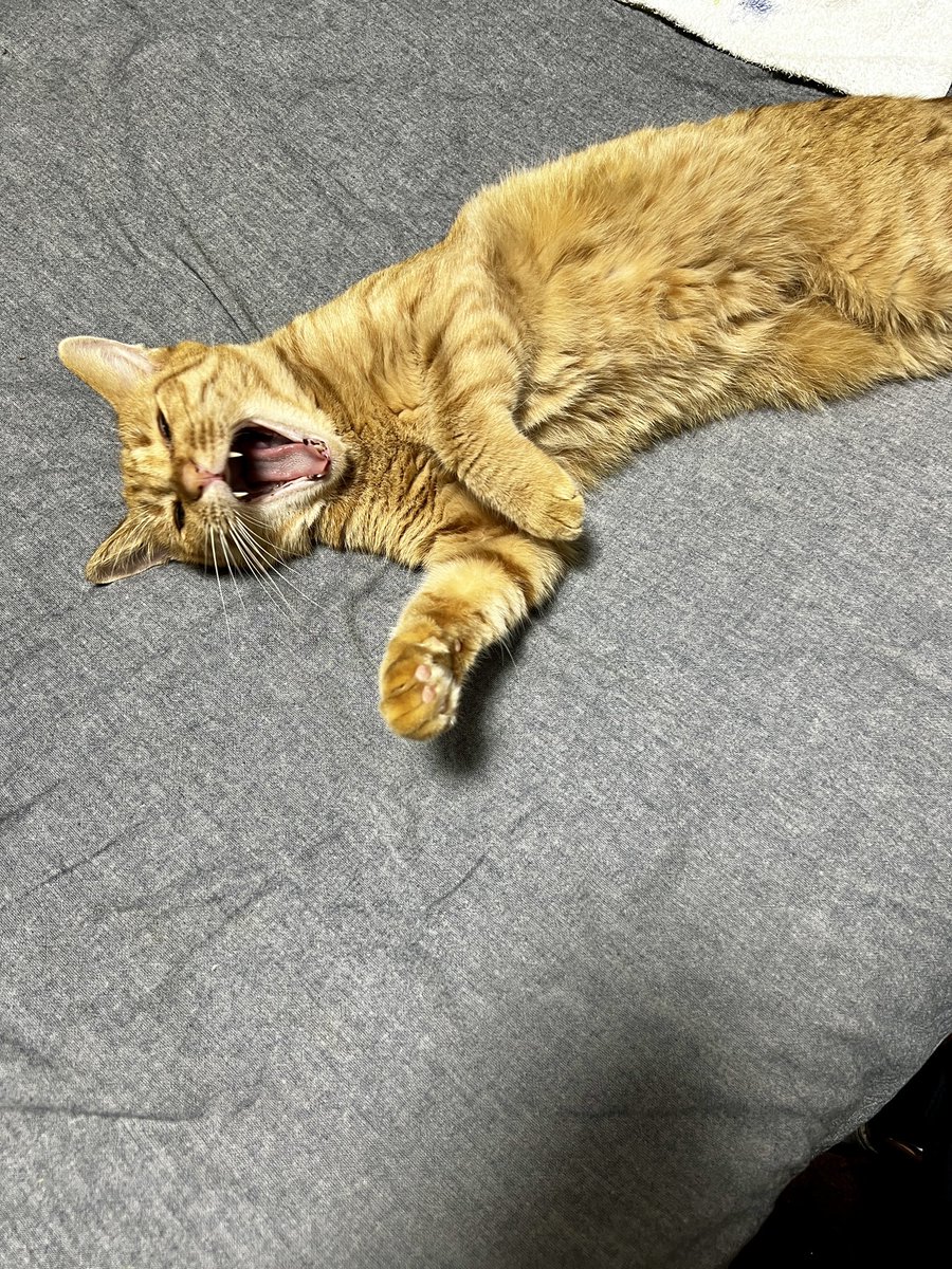 姪っ子から届きました〜🍘
ネットでは入手困難のようですが
地元民は並べば買えるそうです
#大師焼