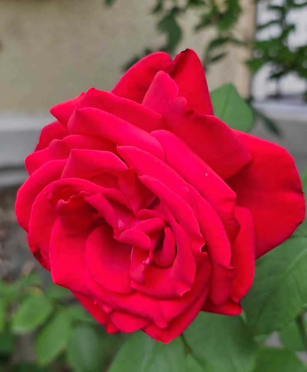 -
بالصمت يأسرني فكيف إذا حكى
للهِ هذا الصوت ما أحلاهُ
وإذا سمعت حروف إسمي مرةً 
ناديت يا أهل الهوى ويلاهُ
يُهديهِ من طرفِ اللسان حلاوةً
والشهدُ في حرفي أنا أغراهُ
وأقول لم أسمع عساه يُعيدها
فإذا أعاد صرختُ ياربـــاهُ ♡