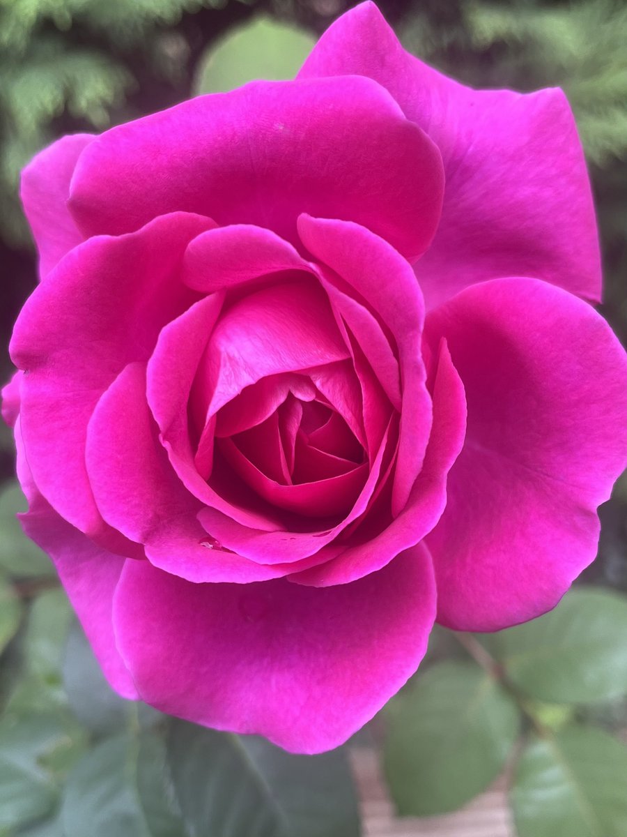 Happy #Rosewednesday and here’s “Timeless Purple” Rose. Definitely near the top of the list in terms of being one of my favourite roses. Fabulous colour, super healthy and smells amazing. Ticks every box. Have a wonderful rose filled day everyone. #Roses #GardeningX