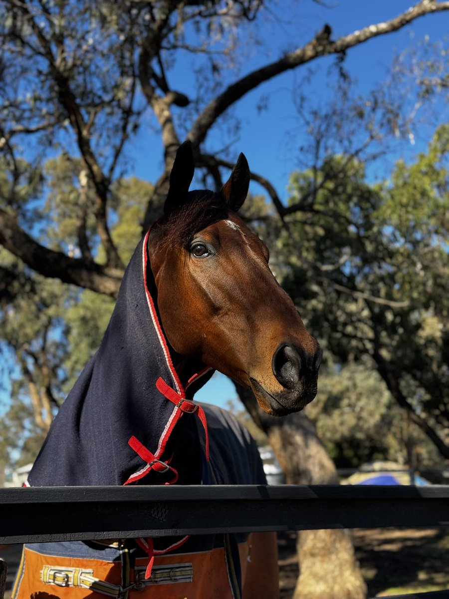 To have him back at the races next week 😍 Feels like forever 💛💙💜