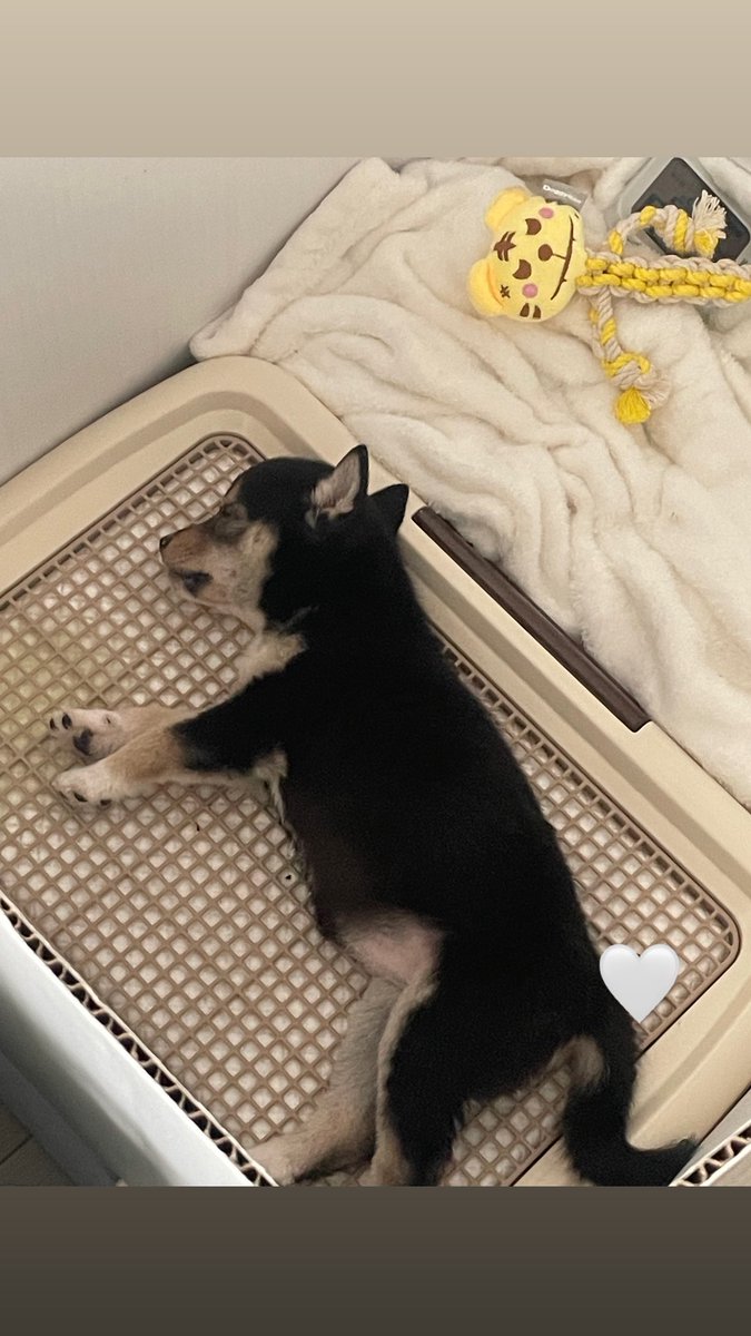 haeunkim__'s tweet photo. 名前は호두(ホドゥ)です🩶 https://t.co/ZnhXuParOD