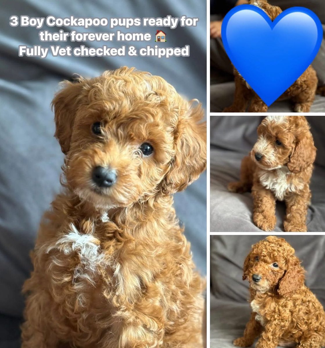 Cockapoo Puppies ready for their new home
Fully vet checked, wormed &amp; chipped…
Great family friendly dogs 💙