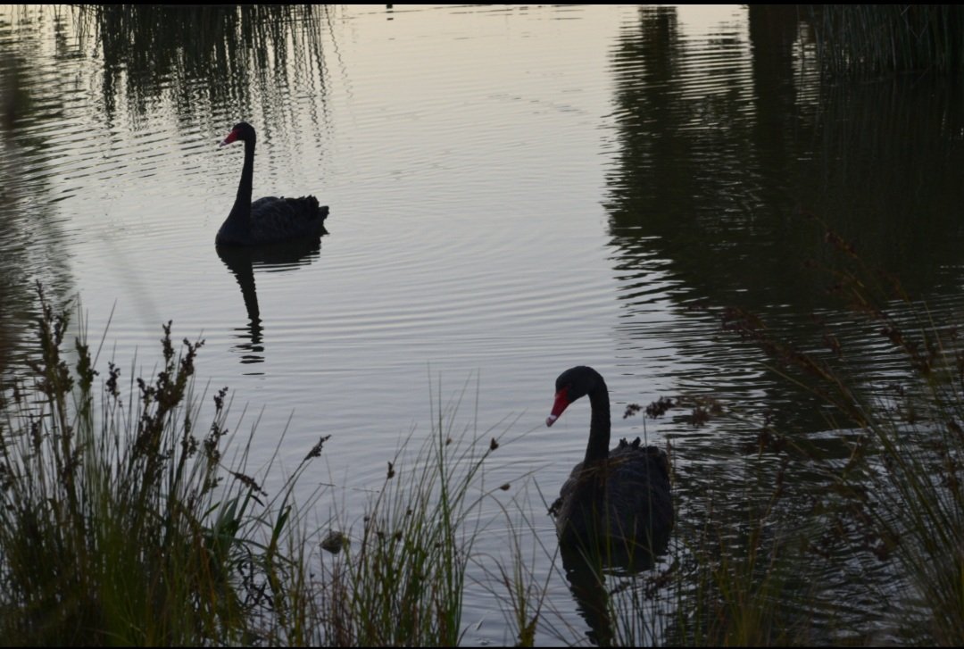 <a href="/DailyPicTheme2/">Daily Picture Theme</a> Black swans in a #pond