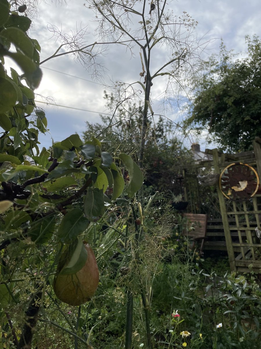 Good morning from #atmosphere in my little #cottage #garden
