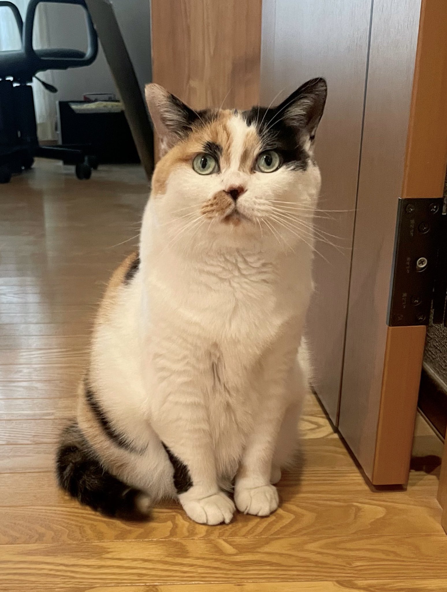 にゃんころもち☆  9500 にゃんころもち☆ 9500 にゃんころもち🐾🐾🐾 on X: