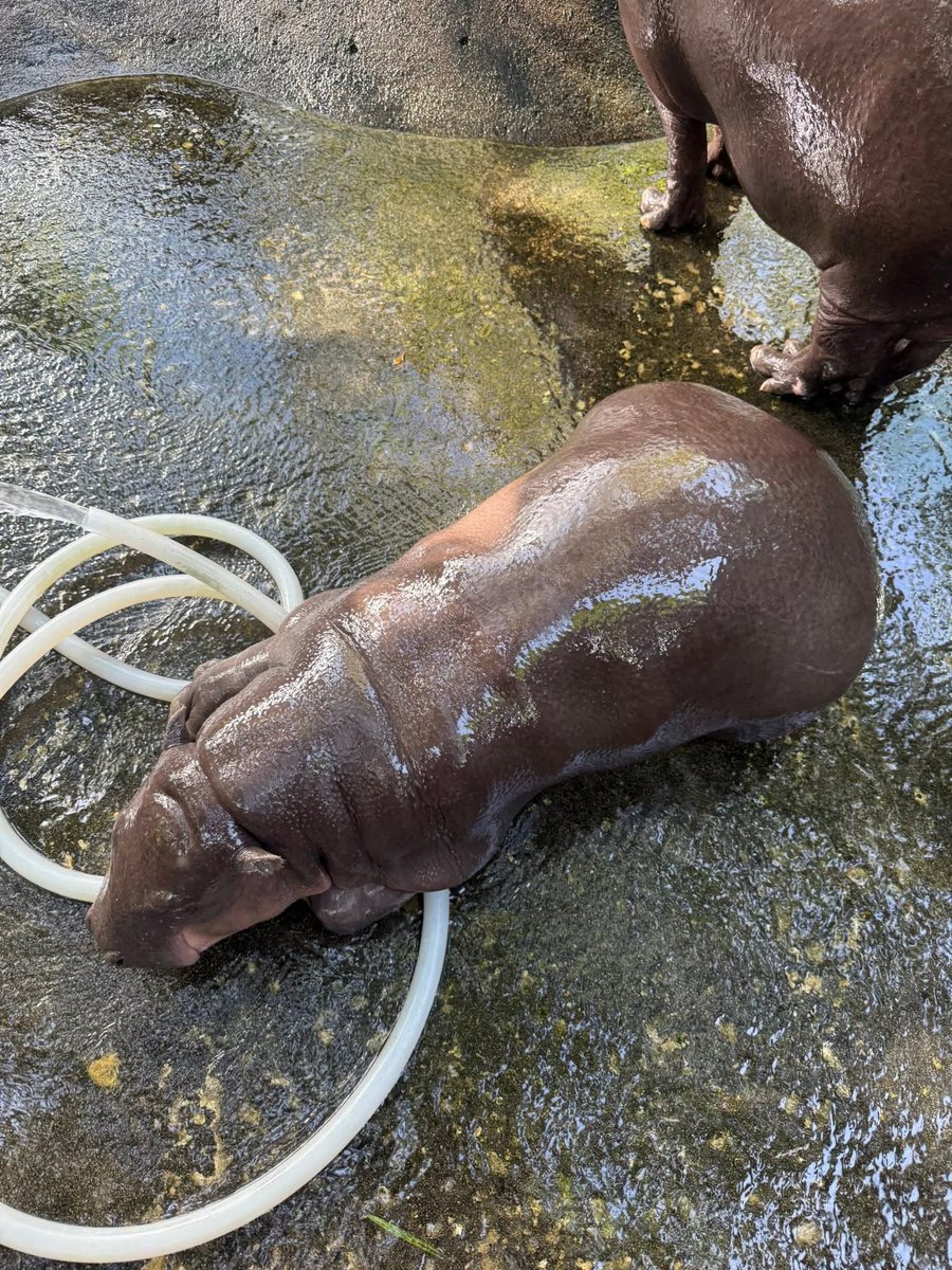 นอนทับสายยาง เเล้วจะล้างบ่อยังไง
#hippo #PygmyHippo #ขาหมูแอนด์เดอะแก๊ง #หมูเด้งจะเด้งกี่โมง #Moodeng #พี่ขาหมู #สวนสัตว์แปลกเขาเขียว
