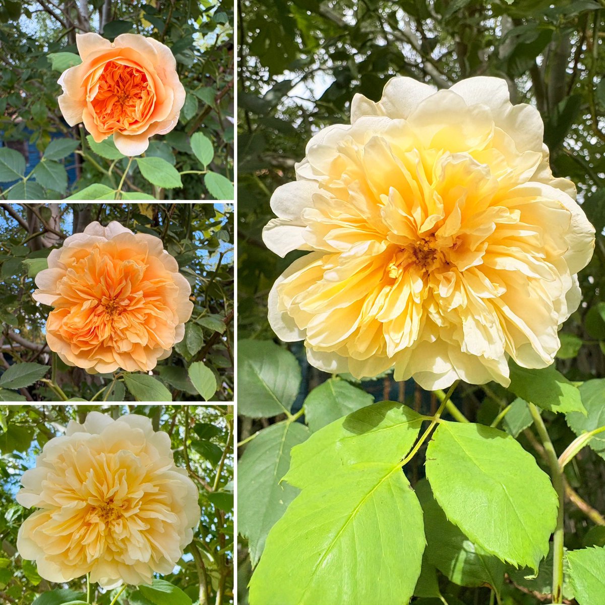 Good morning with a new little late rose from my garden for #RoseWednesday 
The collage shows how it developed and changed colour each day, from Friday last week to Monday this week. 
Have a fun day!
#roses #flowers #FlowerPhotography #garden #WednesdayMotivation