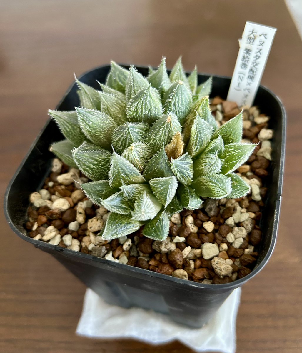 1年後の紫絵巻、鉢が狭そうだったので植え替え。子株はしっかり親株にくっ付いて取れんかったのでこのまま森にする